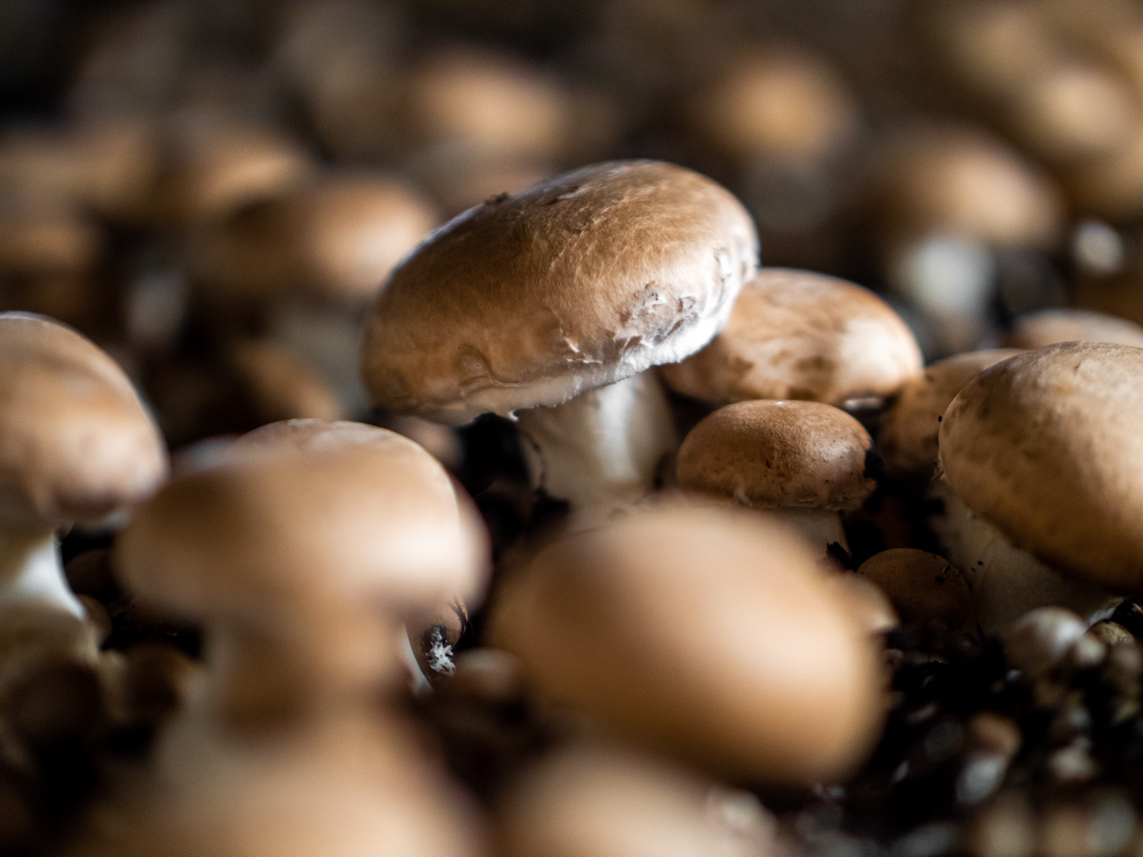 Champignons braun
