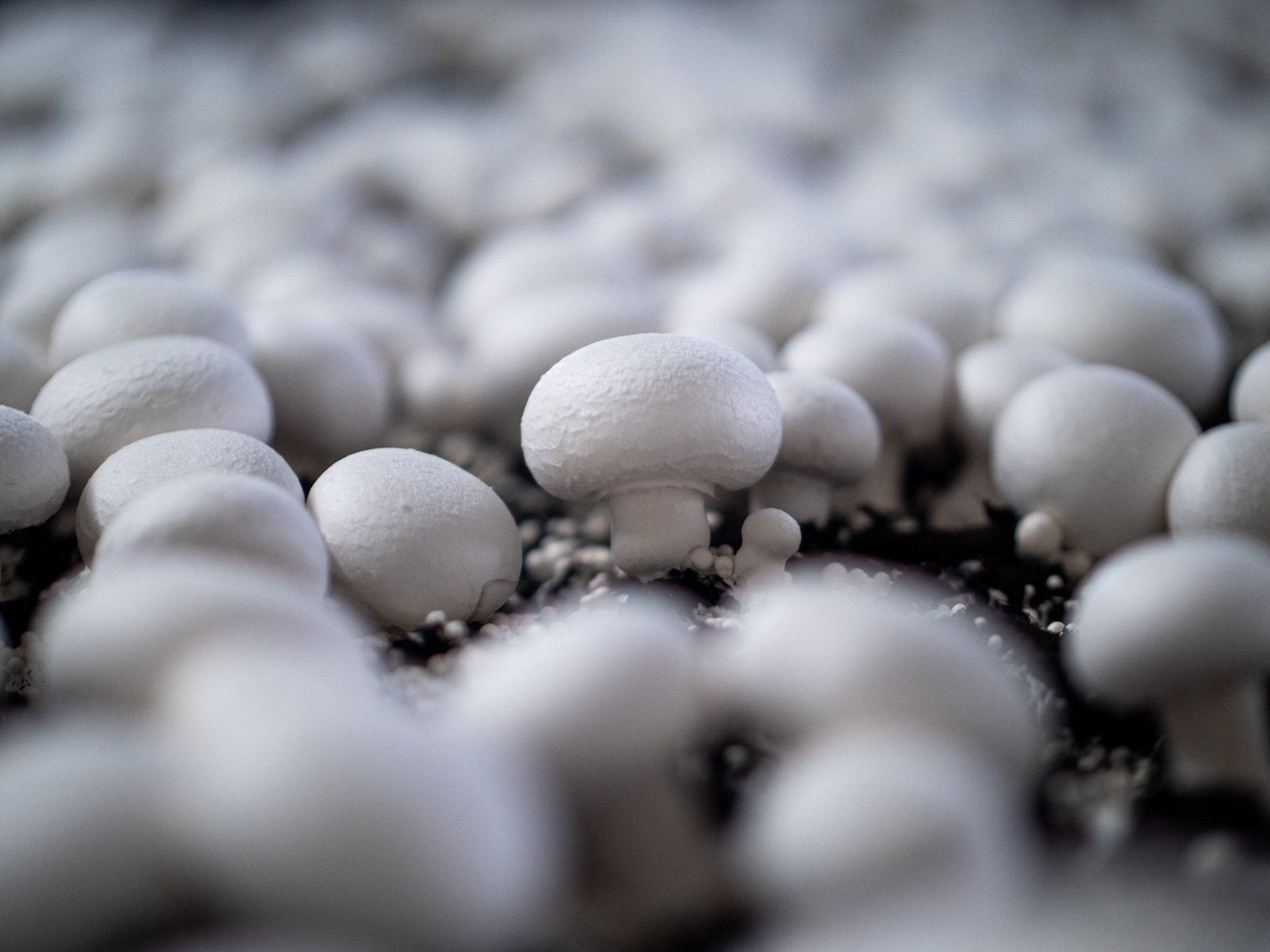 Champignons weiß