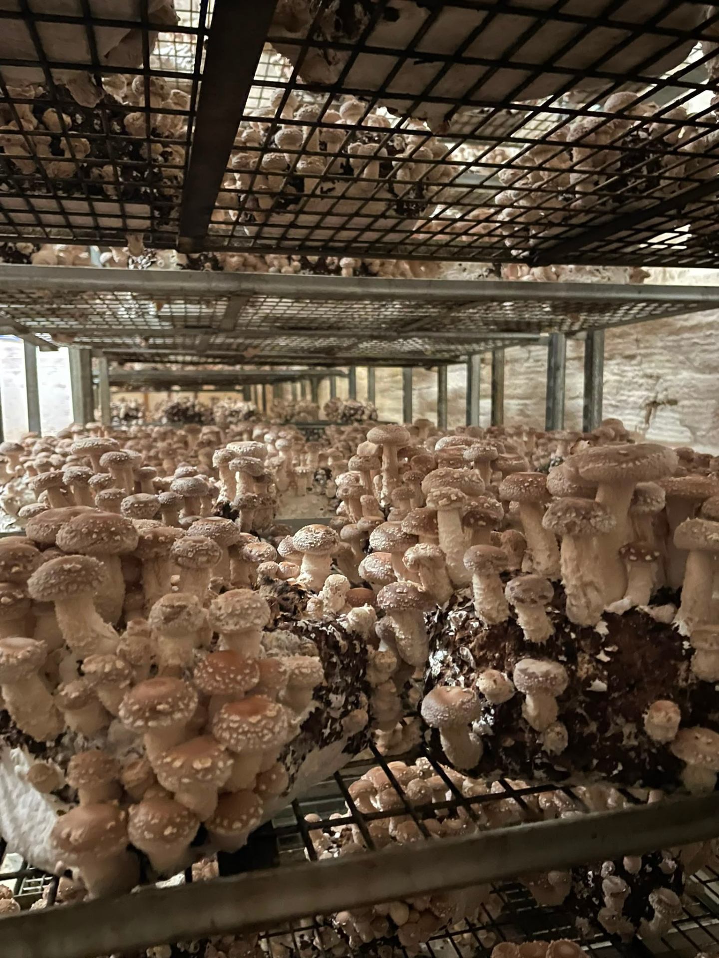 Shiitake-Produktion