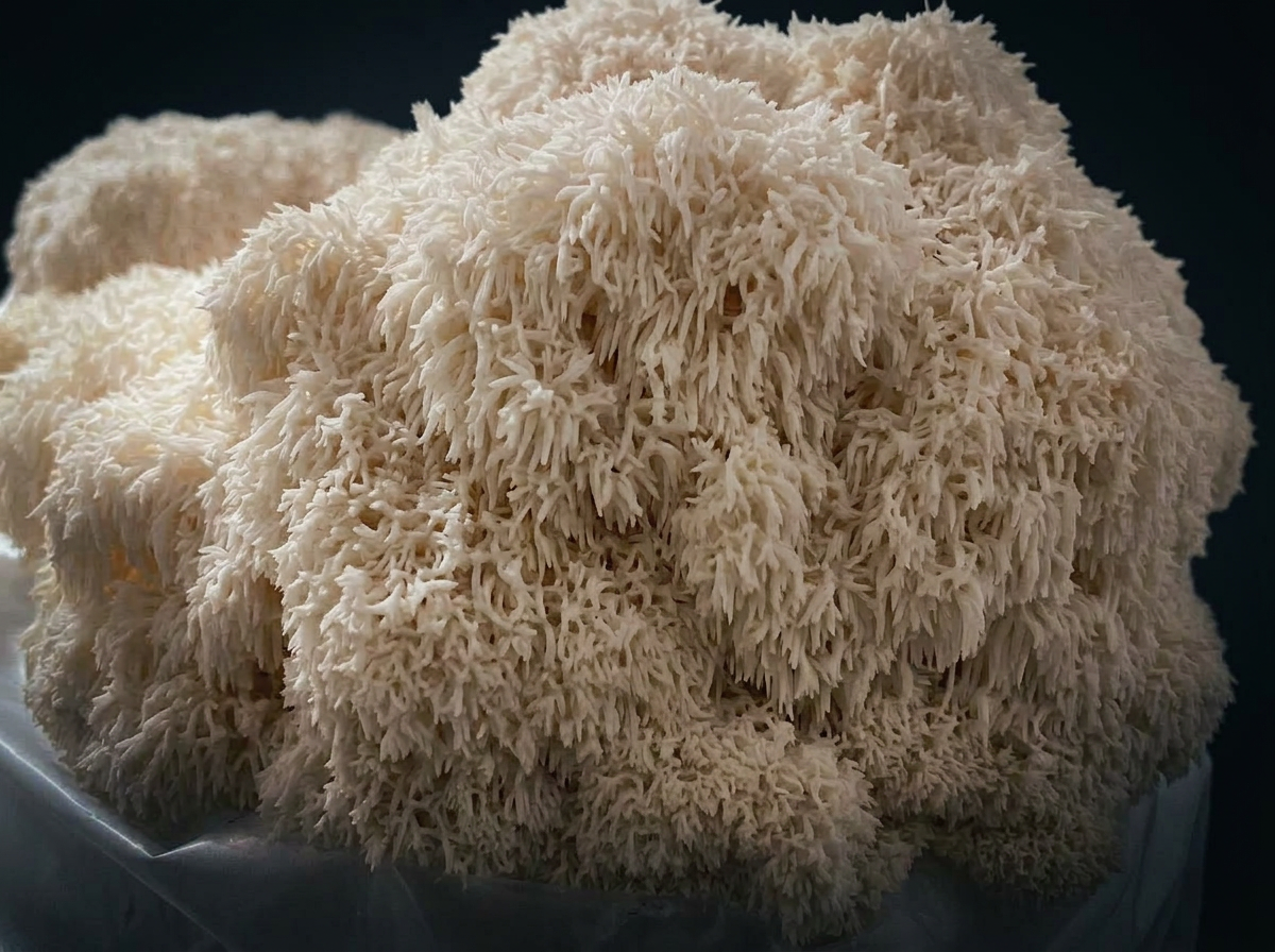 Lions Mane