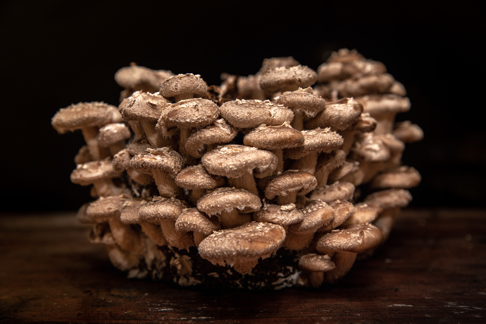 Shiitake