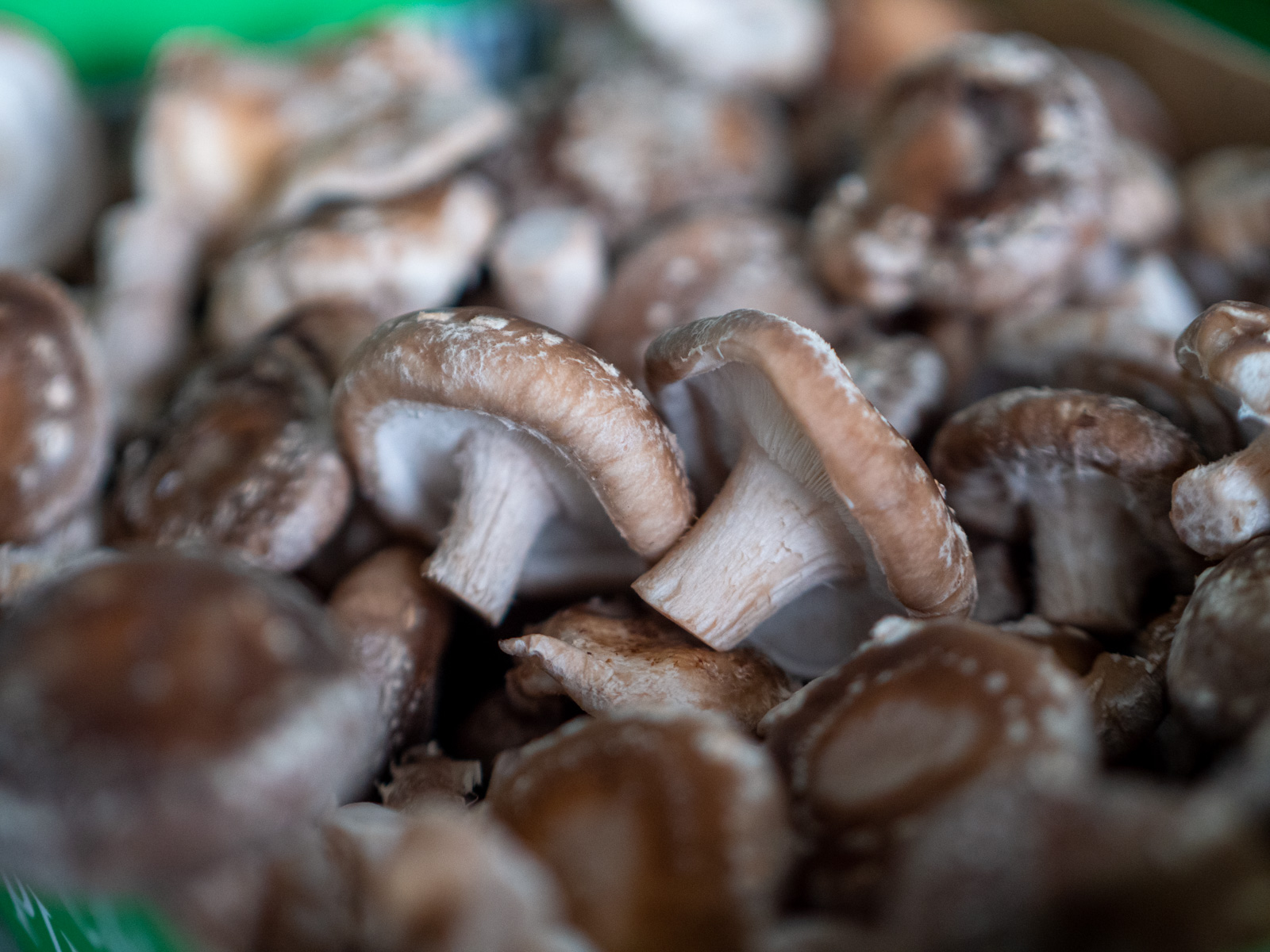 Shiitake