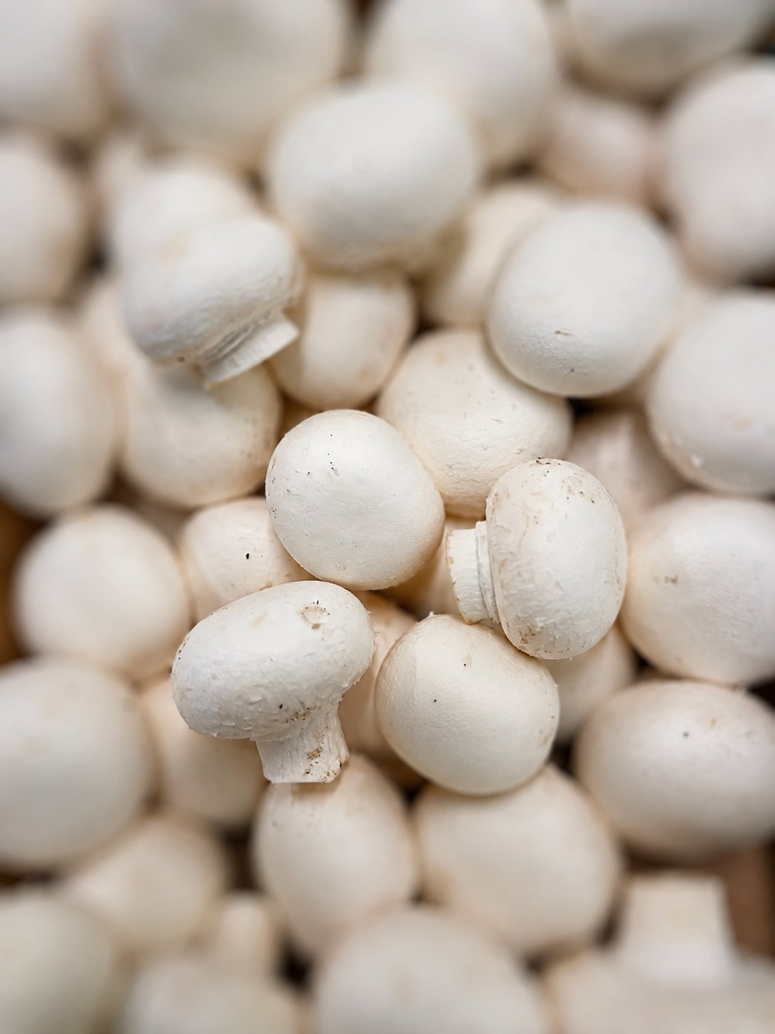 Weiße Champignons